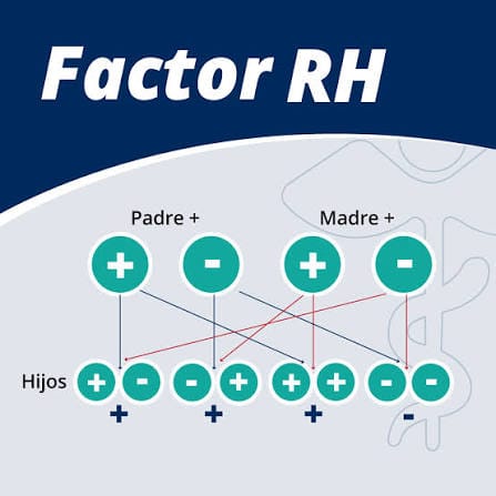  herencia genética ADN sistema ABO y Rh
