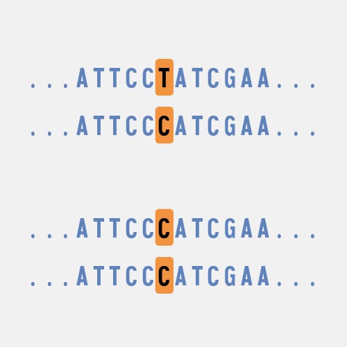 marcadores informativos AM- Indels prueba de ancestria genética